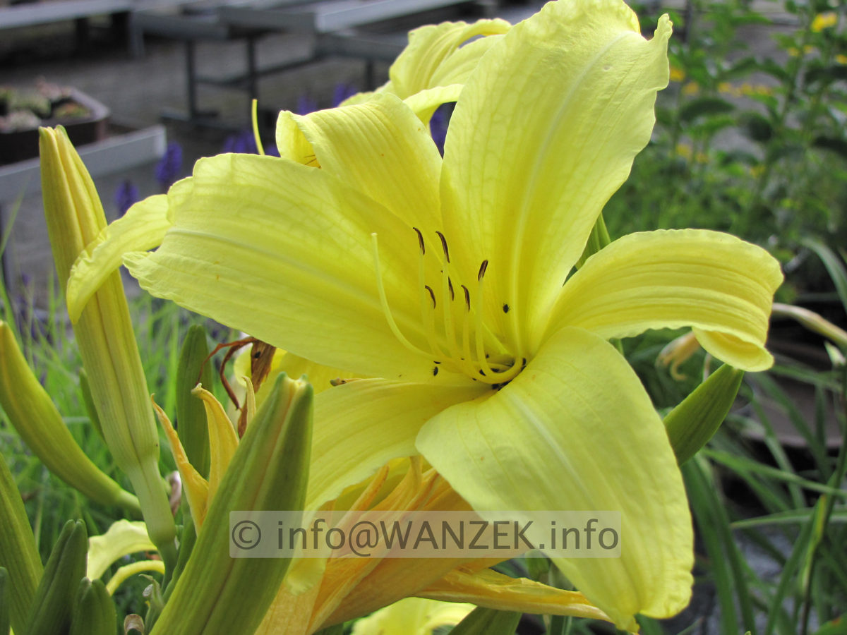 Hemerocallis Hyperion - hoch gelb duftend 1.JPG